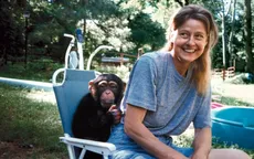 Phim kinh di "Linh trưởng" tái hiện vụ tinh tinh tấn công gây rúng động nước Mỹ