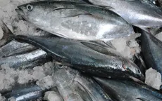 Indonesia mở đường ưu đãi thuế 0% cho cá ngừ xuất khẩu sang Nhật Bản