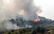 Tây Ninh: Kịp thời khống chế vụ cháy rừng tràm