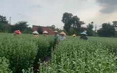 TP Hồ Chí Minh: Nhà vườn vùng ven tất bật chăm hoa chuẩn bị bán Tết