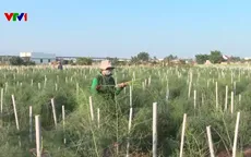 Người đảng viên tận tụy, giúp người Chăm ở Khánh Hòa thoát nghèo nhờ trồng măng tây