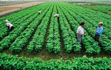 Gia hạn sử dụng đất được thực hiện khi nào?