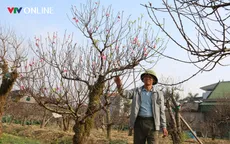 Nghệ An: Thu nhập trăm triệu đồng từ nghề chăm sóc đào thế cổ thụ chơi Tết