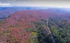 Hiện tượng “rừng đổi màu” kỳ ảo tại Thái Lan