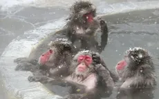 Tuyết rơi dày tại Nhật Bản làm 4 người thiệt mạng