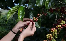 Giá cà phê tăng mạnh