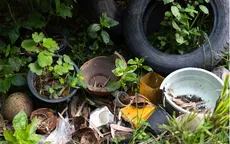 Tiềm ẩn nhiều nguy cơ bệnh sốt xuất huyết dịp cận Tết