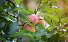 Mocktail táo – Xu hướng 2025 của giới trẻ Việt