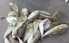 Cảnh báo ngộ độc cá nóc - nguy cơ tử vong trong tích tắc