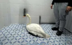 Bắt giữ đối tượng trộm Thiên nga tại Thảo Cầm viên Sài Gòn