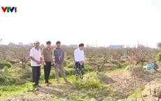 Hoa đào mất mùa, người dân thất thu