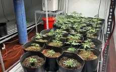 Đà Nẵng: Triệt phá vườn cần sa quy mô lớn trong khu dân cư