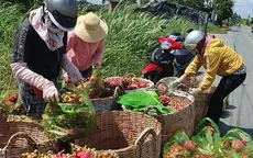 Nông sản được giá, nhà vườn phấn khởi đón Tết