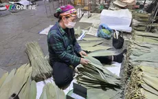 Phú Thọ: Thu tiền triệu mỗi ngày nhờ nghề hái lá ở Chân Mộng