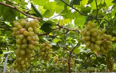 Khánh Hòa vào vụ nho Tết, sẵn sàng đón khách du xuân