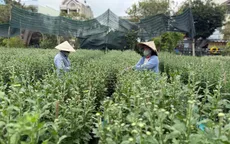Ruộng hoa hồi sinh sau lũ, nông dân Đà Nẵng tất bật vào vụ Tết