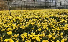 Nông dân Lâm Đồng chạy đua với thời gian để kịp vụ hoa tết Nguyên đán 2026