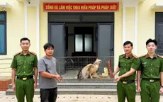 Lâm Đồng: Thả đại bàng núi quý hiếm nặng 2,5kg về môi trường tự nhiên