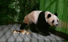 Trung Quốc hồi hương "đại sứ gấu trúc" từ Nhật Bản