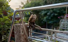 TP Hồ Chí Minh: Khỉ rượt đuổi, tấn công người đi bộ trên Núi Lớn Vũng Tàu