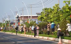 TP Hồ Chí Minh: Huy động hàng trăm người dân hái lá đường hoa mai "độc nhất vô nhị” tại Việt Nam