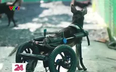 Lan tỏa yêu thương từ chiến dịch “Chung tay cứu trợ chó mèo lang thang”