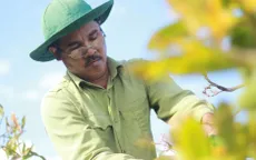 Hoa Tết Đắk Lắk, Gia Lai được "chốt đơn" sớm