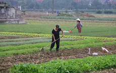 Huế: Làng trồng hành Hương An vào vụ Tết