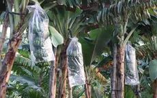 Nông dân được mùa chuối Tết