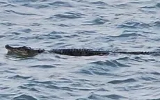 Phát hiện cá sấu, Singapore tạm dừng các hoạt động dưới nước tại 3 bãi biển