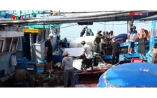 Ngư dân trúng đậm chuyến cá ngừ cuối năm