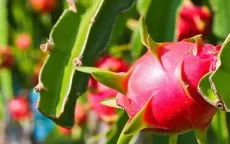 Thanh long trái vụ đắt hàng dịp cận Tết