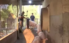 Ổn định giá thịt lợn khi nguyên liệu đầu vào tăng cao