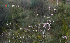 Sắc đào rừng nở rộ trên đỉnh mây ngàn Ô Quy Hồ