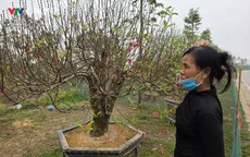 Phú Thọ: Làng đào Nhà Nít tất bật trước thềm Tết Nguyên đán