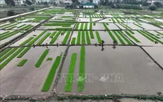 Rút ngắn thời gian lấy nước vụ Đông Xuân, tiết kiệm khoảng 600 triệu m³ nước