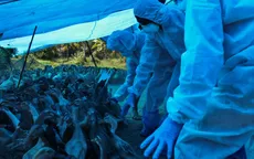 Ấn Độ nâng mức cảnh báo về nguy cơ lây lan cúm gia cầm