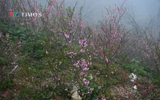 Ngắm hoa đào, hoa mận bung nở trên cung đường Tây Bắc