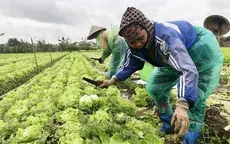 Khoảng 500.000 tấn rau sẽ được cung cấp dịp Tết Nguyên đán