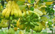 Giá phật thủ Tết có thể lên tới 3 triệu đồng/quả