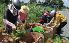 Trung Quốc chi gần 1,5 tỷ USD mua nông sản Việt đầu năm