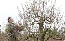 Đào Nhật Tân bén rễ đất Tây Nguyên, nhà vườn Buôn Hồ kỳ vọng mùa Tết bội thu