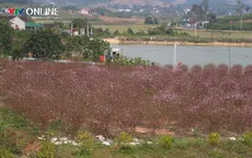 Đào ở vườn nở rộ trước Tết, người dân lo lắng bị thất thu