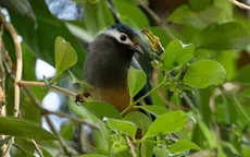 Phát hiện một loài hoa châu Á phá vỡ quy luật tiến hóa