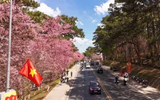 Mùa mai anh đào và nhịp sống xuân trên cao nguyên Đà Lạt