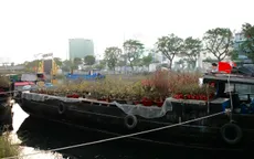 Chợ hoa "Trên bến dưới thuyền" những ngày cuối năm