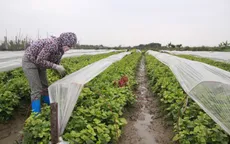 Mỗi ngày hàng trăm nghìn tấn rau ra thị trường Tết