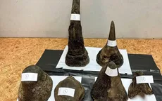 Thái Lan bắt giữ đối tượng buôn lậu sừng tê giác qua đường hàng không