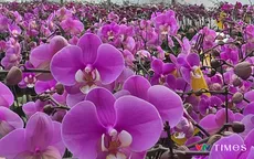 Phú Thọ:  Lan hồ điệp nở rộ, sẵn sàng phục vụ thị trường Tết