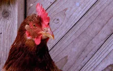 Khuyến cáo giảm thiểu nguy cơ mắc cúm gia cầm